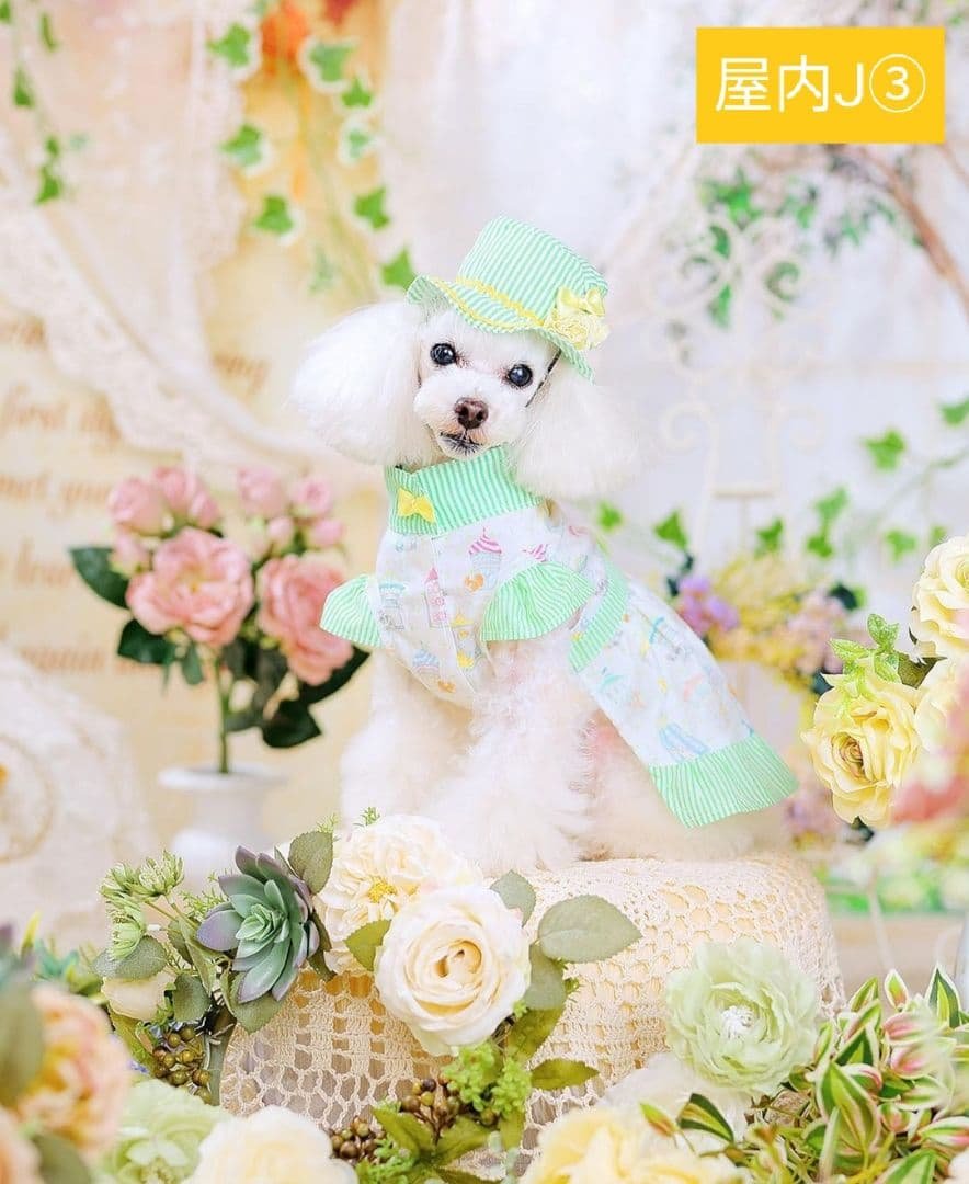 背景布【屋内V】ニューボーンフォト、ペット、ドール撮影用　空　薔薇　気球　雲　窓